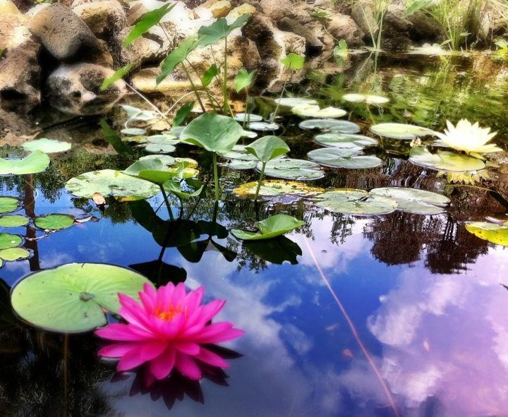 Lotus flower